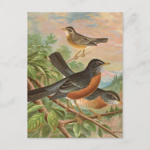 Carte Postale American Robin Vintage Bird Illustration