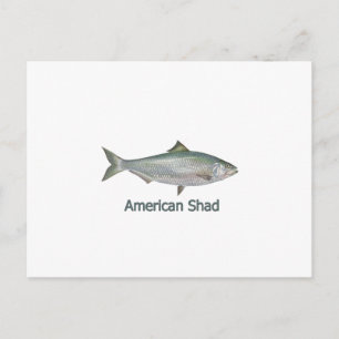 Carte Postale American Shad (titre)