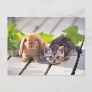 Carte Postale American Shorthair ; est le plus populaire et le p