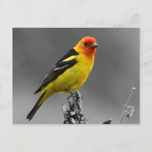 Carte Postale American Songbird Postcard