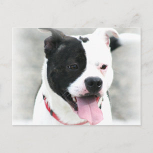 Carte Postale American Staffordshire Terrier