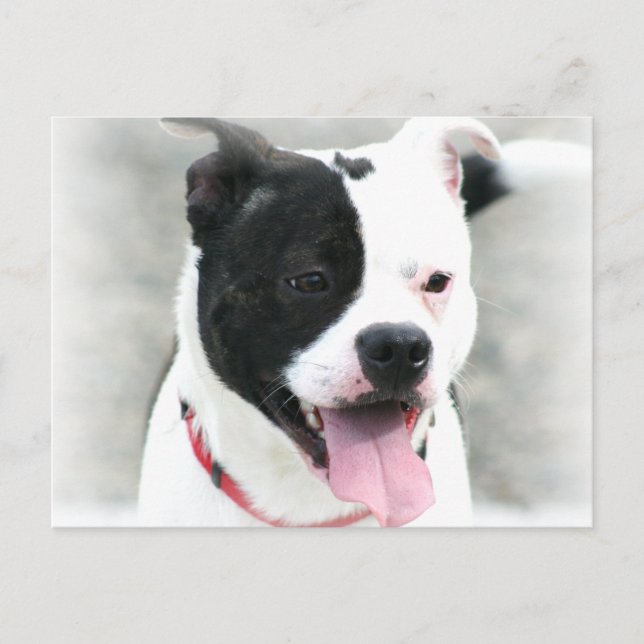 Carte Postale American Staffordshire Terrier (Devant)