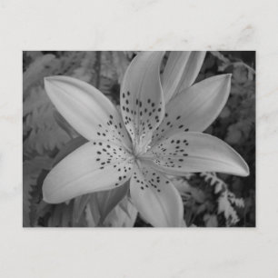 Carte Postale American Tiger Lily