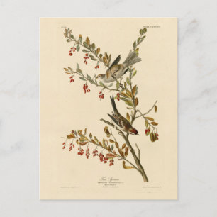 Carte Postale American Tree Sparrow, les oiseaux d'Amérique d'Au
