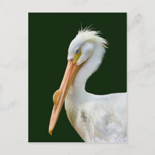 Carte postale American White Pelican Bird