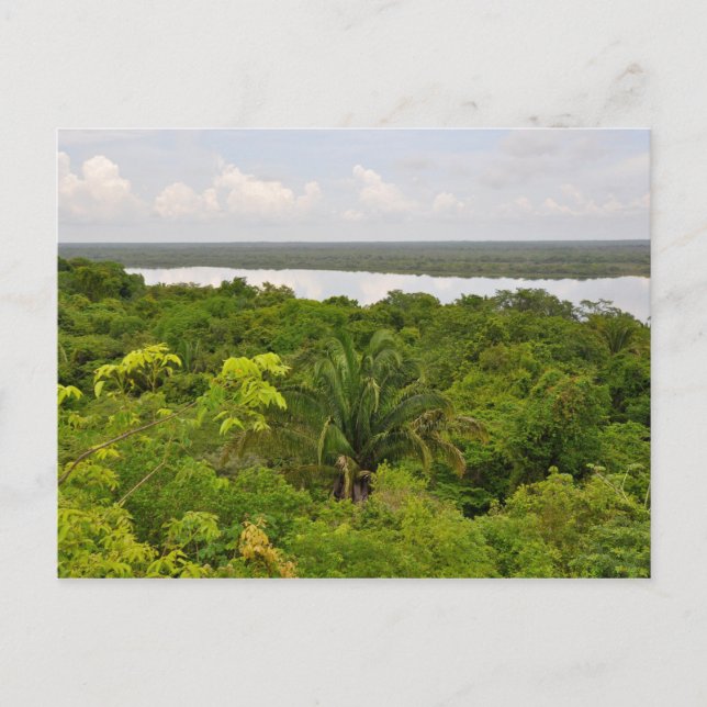 Carte Postale Amérique centrale Forêt de pluie à Belize (Devant)