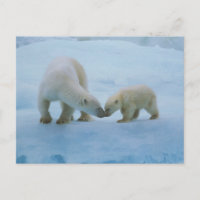 Amérique du Nord, Arctique canadien. Ours polaire