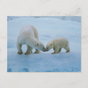 Carte Postale Amérique du Nord, Arctique canadien. Ours polaire