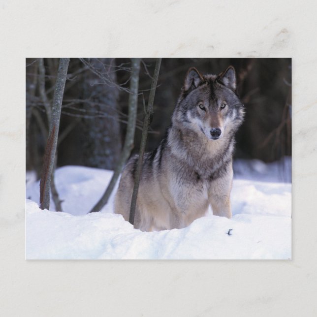 Carte Postale Amérique du Nord, Canada, Est du Canada, Loup gris (Devant)