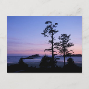 Carte Postale Amérique du Nord, Canada, île de Vancouver, arbres