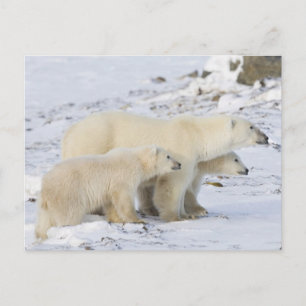 Carte Postale Amérique du Nord, Canada, Manitoba, Churchill