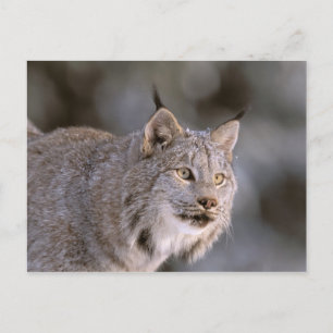 Carte Postale Amérique du Nord, États-Unis, Alaska, Haines. Lynx