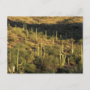 Carte Postale Amérique du Nord, États-Unis, Arizona, désert de S