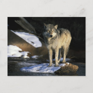 Carte Postale Amérique du Nord, États-Unis, Minnesota. Loup (Can