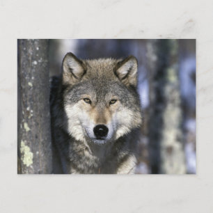 Carte Postale Amérique du Nord, États-Unis, Minnesota. Loup Cani