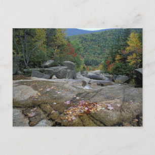 Carte Postale Amérique du Nord, États-Unis, NH, Feuillage de aut