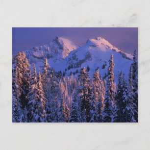 Carte Postale Amérique du Nord, États-Unis, Washington, Mt Raini