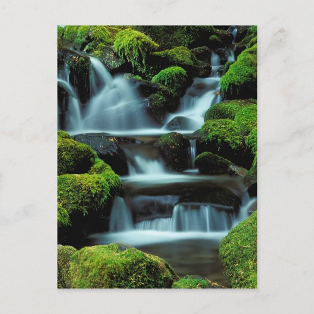 Carte Postale Amérique du Nord; États-Unis; Washington, Sol Duc  (Devant)