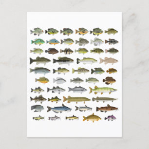Carte Postale Amérique du Nord Groupe de poissons d'eau douce