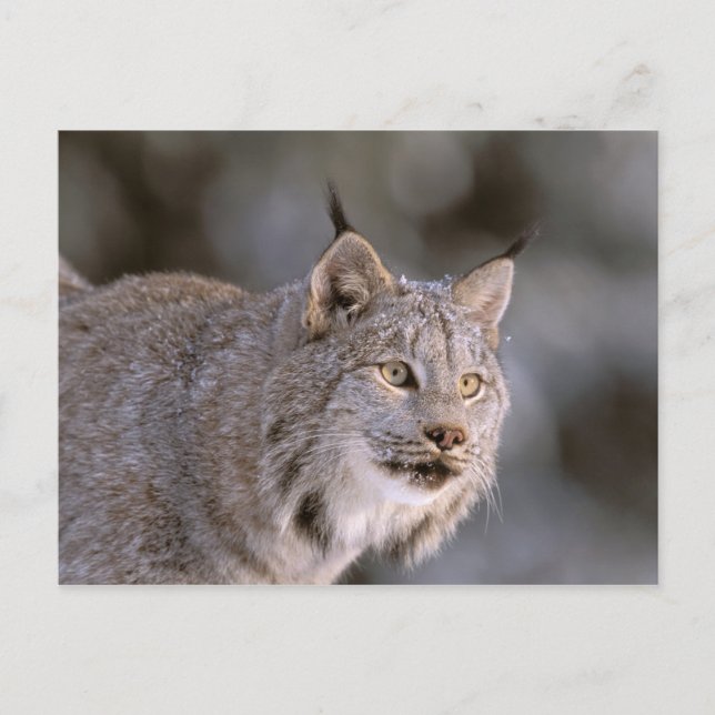 Carte Postale Amérique du Nord, USA, Alaska, Haines. Lynx (Felis (Devant)