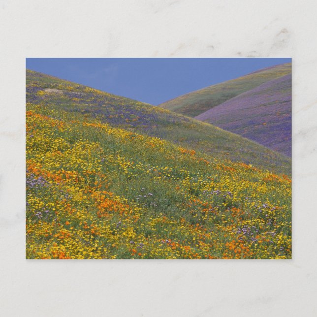 Carte Postale Amérique du Nord, USA, Californie, Los Angeles (Devant)