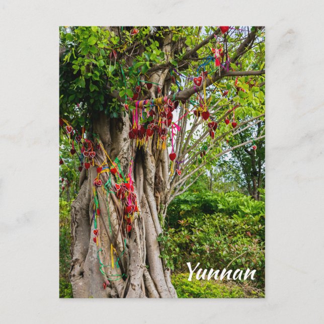 Carte Postale Amidon, Zhonghe - Yunnan, Chine (Devant)