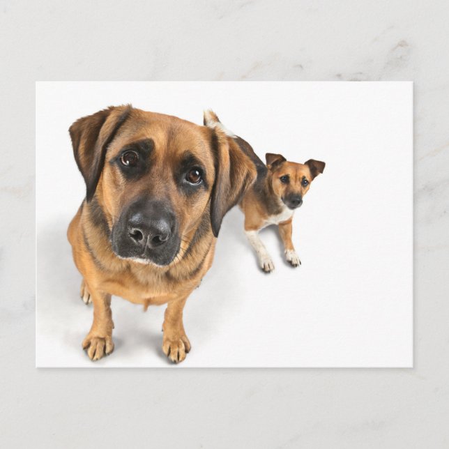 Carte Postale amis (Devant)