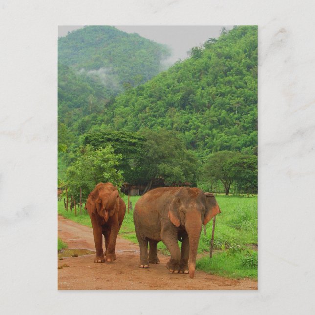 Carte Postale Amis (Devant)