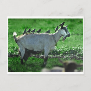 Carte Postale Amis