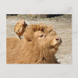Carte Postale amis Barnyard