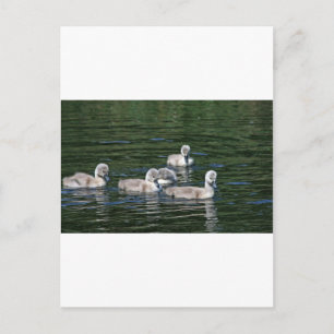 Carte Postale Amis de natation