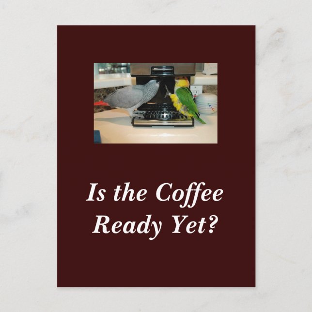 Carte postale Amis du café gris et caïque d'Afriqu (Devant)