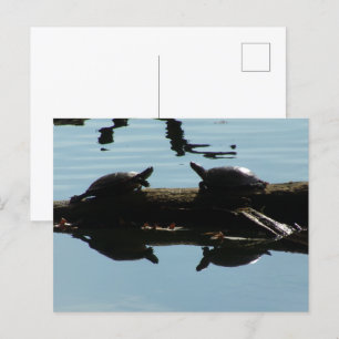 Carte postale Amis Tortue Bébé
