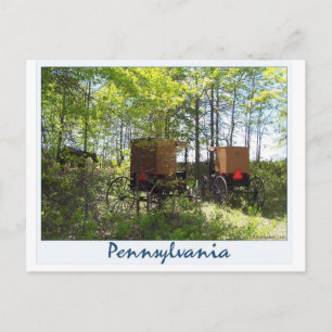 Carte Postale Amish Buggies