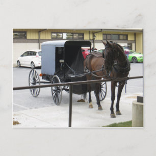 Carte Postale Amish Buggy
