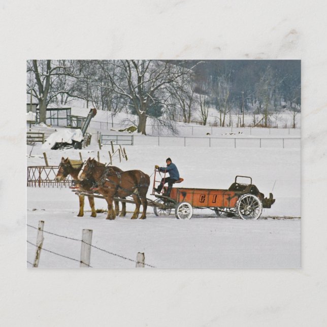 Carte postale Amish Draft Horses Giddie Up (Devant)