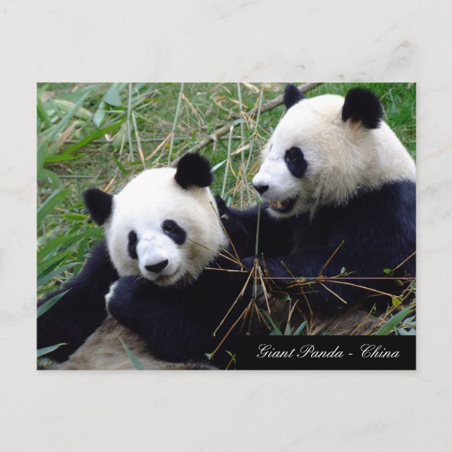 Carte Postale Amour & Bambou - Grands pandas géants / Chine (Devant)