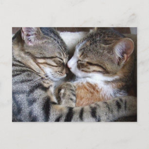 Carte postale Amour Chat