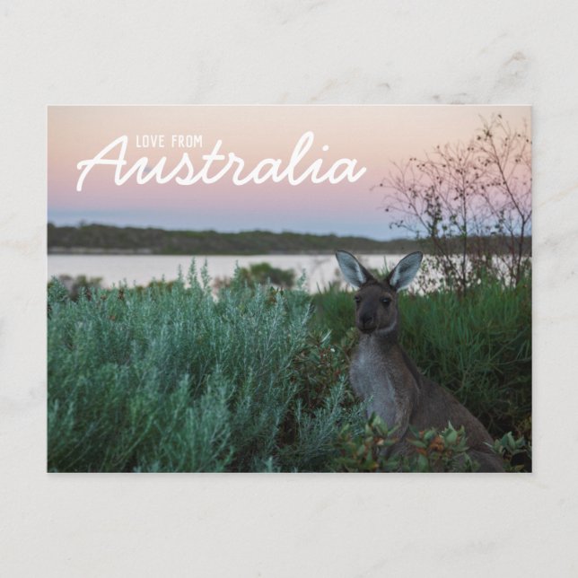 Carte Postale Amour d'Australie Kangourou Coucher de soleil Lac  (Devant)