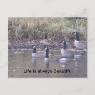 Carte Postale Amour de la nature