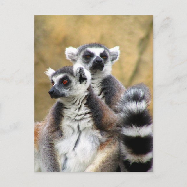 Carte Postale amour de lemur (Devant)