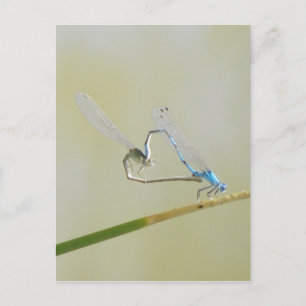 Carte Postale Amour de libellule