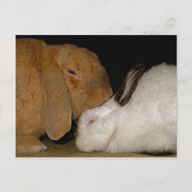 Carte Postale amour lapin (Devant)