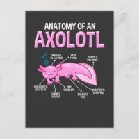 Amphibien drôle Axolotl Anatomie Biologie mignonne
