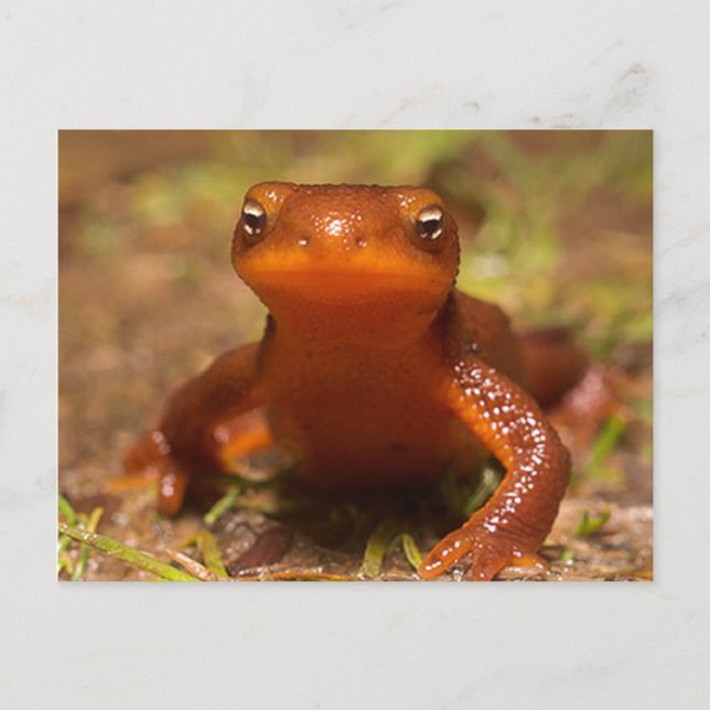 Carte Postale Amphibien Oregon Corvallis Reptile (Devant)
