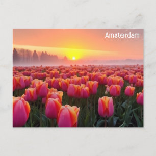 Carte Postale Amsterdam Pays-Bas Dutch Tulips Voyage Photo