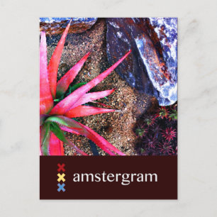 Carte Postale Amstergram du désert