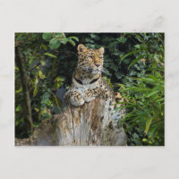 Amur Leopard