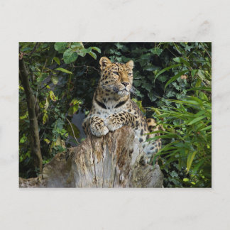 Carte Postale Amur Leopard