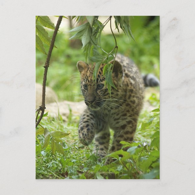 Carte Postale Amur Leopard Cub (Devant)